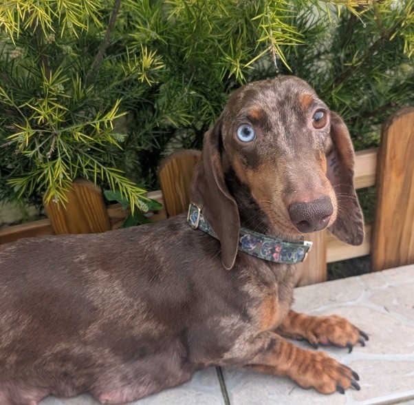 Grand prix iz strani grez