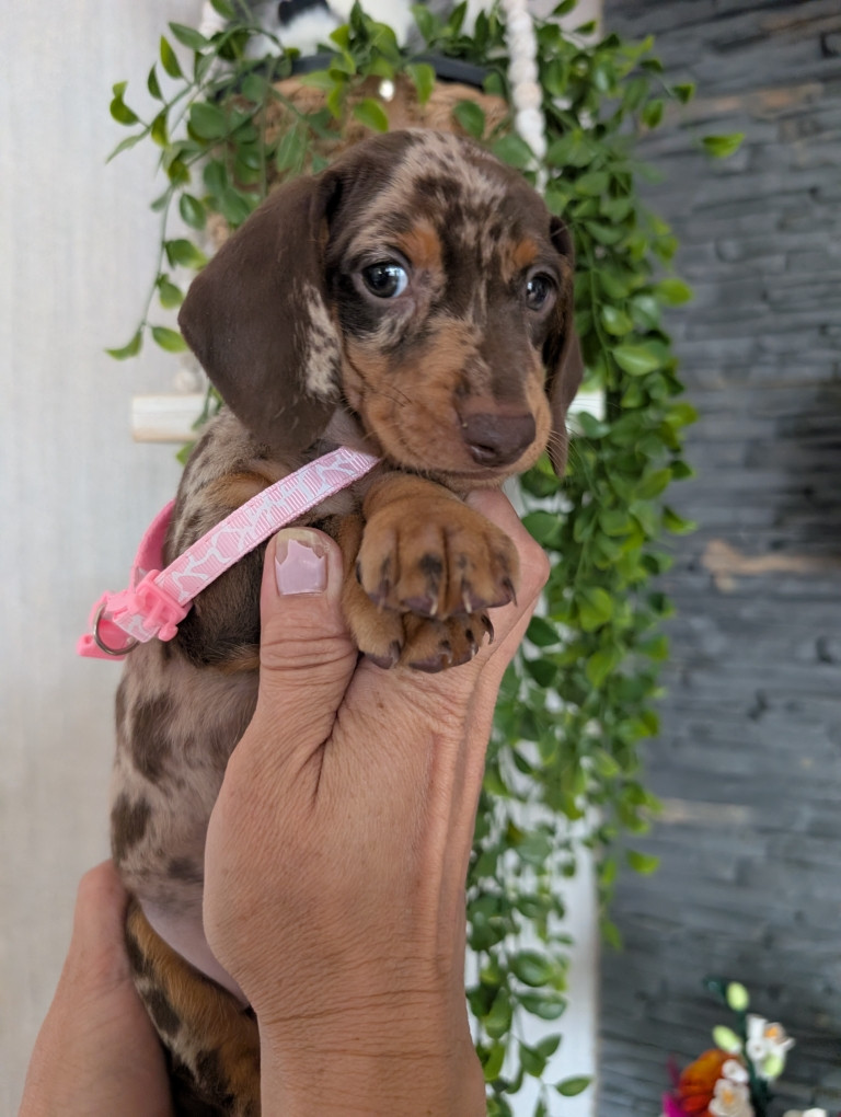 Du Dom Fleur D'Amour - Chiots disponibles - Teckel poil ras