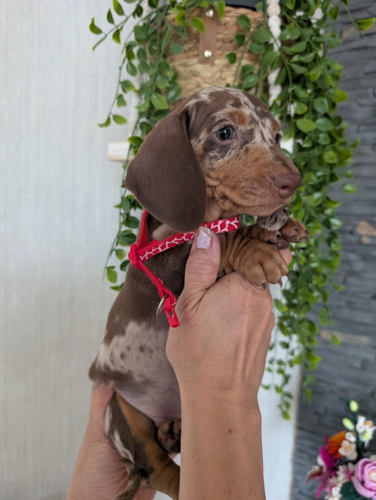 Du Dom Fleur D'Amour - Chiots disponibles - Teckel poil ras