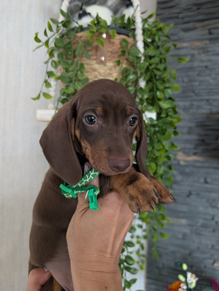 Du Dom Fleur D'Amour - Chiots disponibles - Teckel poil ras