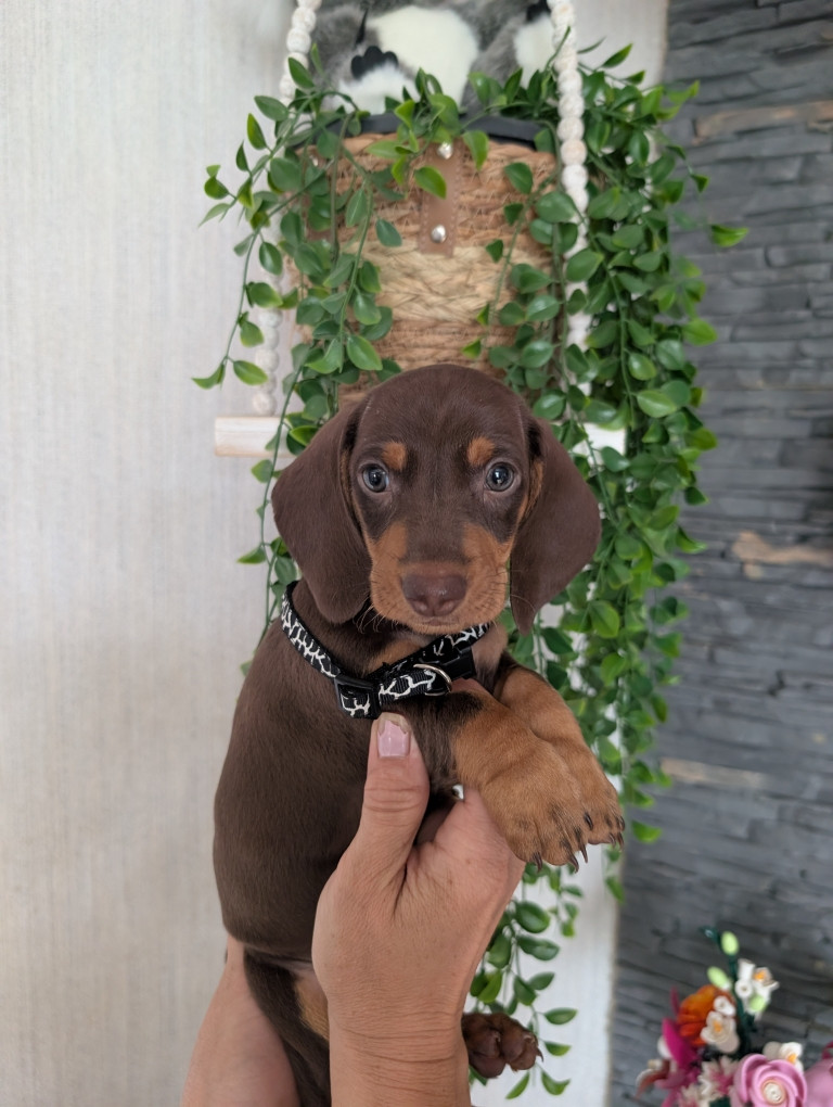 Du Dom Fleur D'Amour - Chiots disponibles - Teckel poil ras