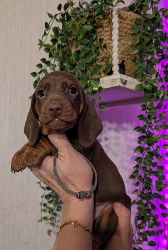 Du Dom Fleur D'Amour - Chiots disponibles - Teckel poil ras
