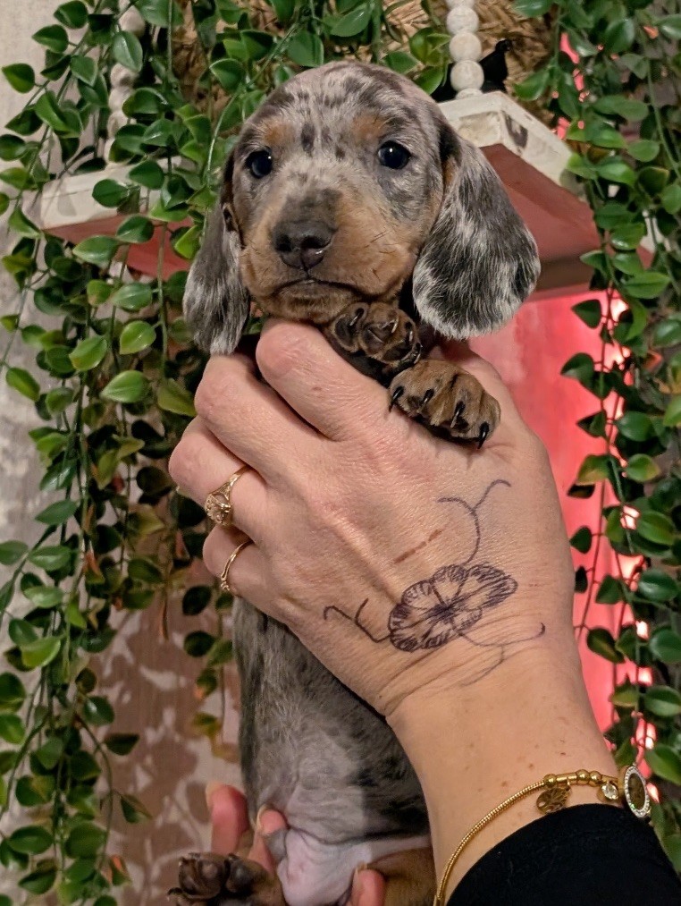 Du Dom Fleur D'Amour - Chiots disponibles - Teckel poil ras