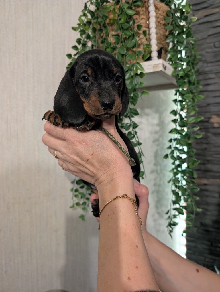 Du Dom Fleur D'Amour - Chiots disponibles - Teckel poil ras