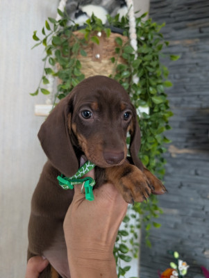 Chiot N°3