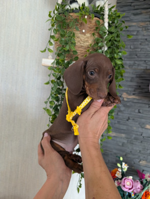 Chiot N°4