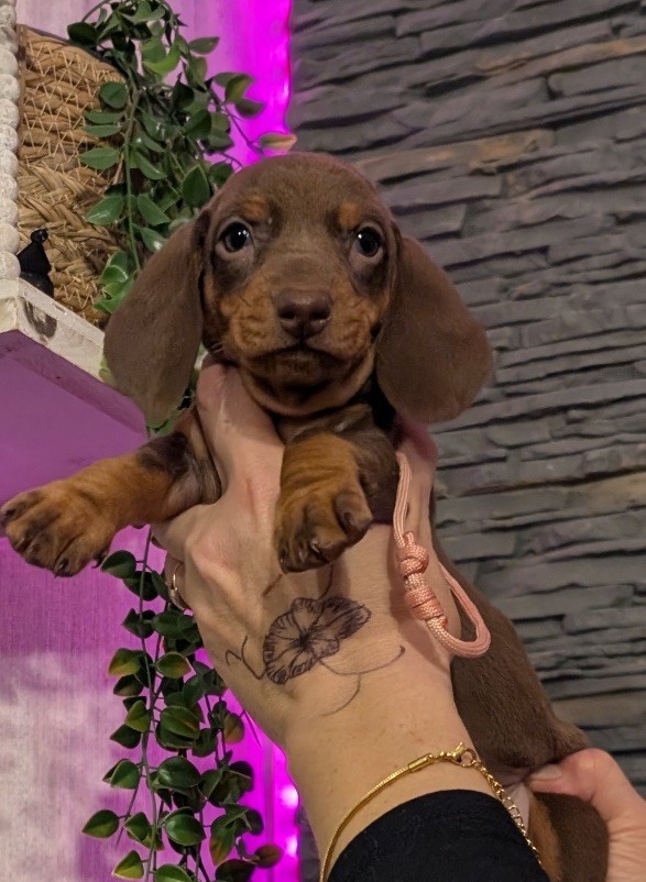 Du Dom Fleur D'Amour - Chiots disponibles - Teckel poil ras